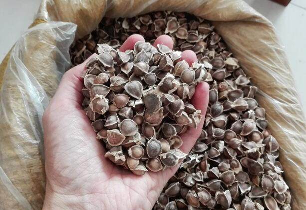 辣木籽的功效與作用有很多,但這5類人群不適合食用