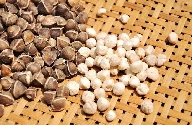 辣木籽的功效與作用有很多,但這5類人群不適合食用