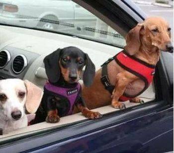 女司機(jī)注意了!往后副駕駛放這個(gè),交警查到扣3分罰款200元