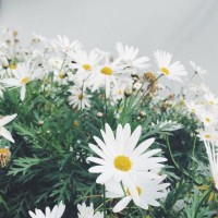 真相揭露金牛資管不正規(guī)內幕！揭露騙局真相本人親身經歷告誡