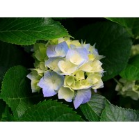 博易大師閃電手被騙虧損50萬真實經(jīng)歷披露,血汗錢已成功要回