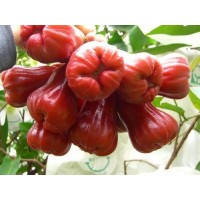 深圳進(jìn)口泰國(guó)榴蓮報(bào)關(guān)公司泰國(guó)水果清關(guān)