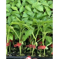 漢中螺絲椒苗廠 大果螺絲椒育苗基地