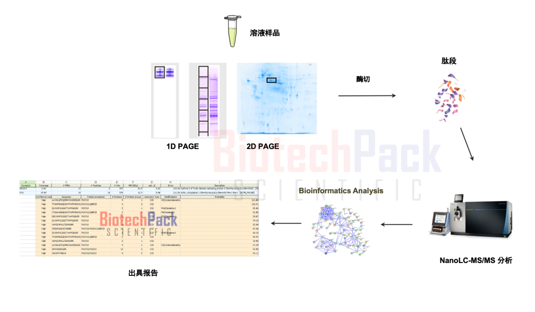 百泰派克基于質(zhì)譜的蛋白鑒定示例 百泰派克基于質(zhì)譜的蛋白鑒定示例