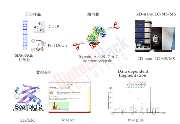 鳥(niǎo)槍法(shot-gun)LC-MS的蛋白鑒定流程 鳥(niǎo)槍法(shot-gun)LC-MS的蛋白鑒定流程