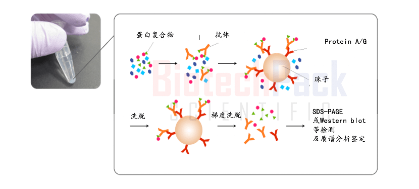 百泰派克蛋白質相互作用分析 百泰派克蛋白質相互作用分析