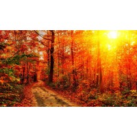 ACL數(shù)字資產(chǎn)收益為何這么高？因為都是假的