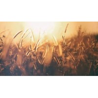 回血有望|不倒翁打法還是輸|經(jīng)驗(yàn)總結(jié)