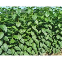 杜仲苗價格 杜仲小苗多少錢 杜仲小苗每顆0.6