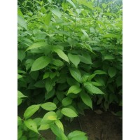 杜仲小苗價格 1公分2公分杜仲小苗8元