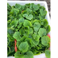 迪慶越冬黃瓜苗 德瑞特黃瓜苗廠