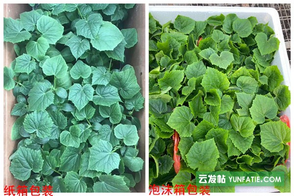 淄博黃瓜苗_越冬黃瓜苗_強(qiáng)雌黑油亮黃瓜苗廠