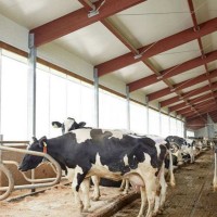 養(yǎng)殖場(chǎng)卷簾布防寒保溫豬場(chǎng)卷簾布防曬遮陽(yáng)防水雞舍牛場(chǎng)卷簾篷布