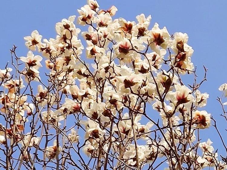 白玉蘭移植成活低的原因