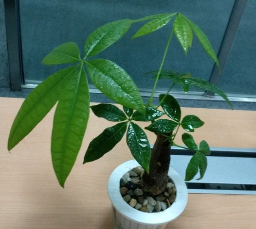 發財樹澆水技巧!這樣澆水,不但不爛根了,連葉子也不萎蔫了! 發財樹就要這樣澆水,不但不爛根了,連葉子也不萎蔫了!