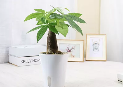 發財樹澆水技巧!這樣澆水,不但不爛根了,連葉子也不萎蔫了! 發財樹就要這樣澆水,不但不爛根了,連葉子也不萎蔫了!