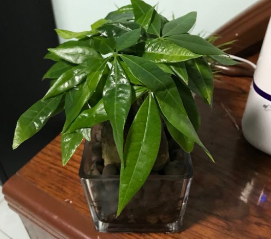 發財樹澆水技巧!這樣澆水,不但不爛根了,連葉子也不萎蔫了! 發財樹就要這樣澆水,不但不爛根了,連葉子也不萎蔫了!