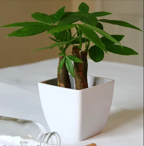 發財樹澆水技巧!這樣澆水,不但不爛根了,連葉子也不萎蔫了! 發財樹就要這樣澆水,不但不爛根了,連葉子也不萎蔫了!