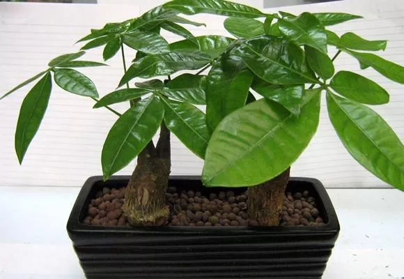 發財樹澆水技巧!這樣澆水,不但不爛根了,連葉子也不萎蔫了! 發財樹就要這樣澆水,不但不爛根了,連葉子也不萎蔫了!