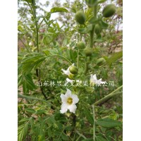 供應林昱宏文冠果花