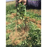 大果高產藥用連翹苗-連翹苗價格-藥用連翹苗-高產藥用連翹苗